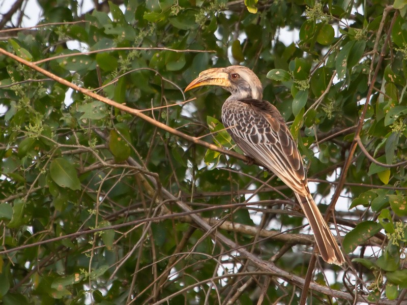 Pale-billed Hornbill