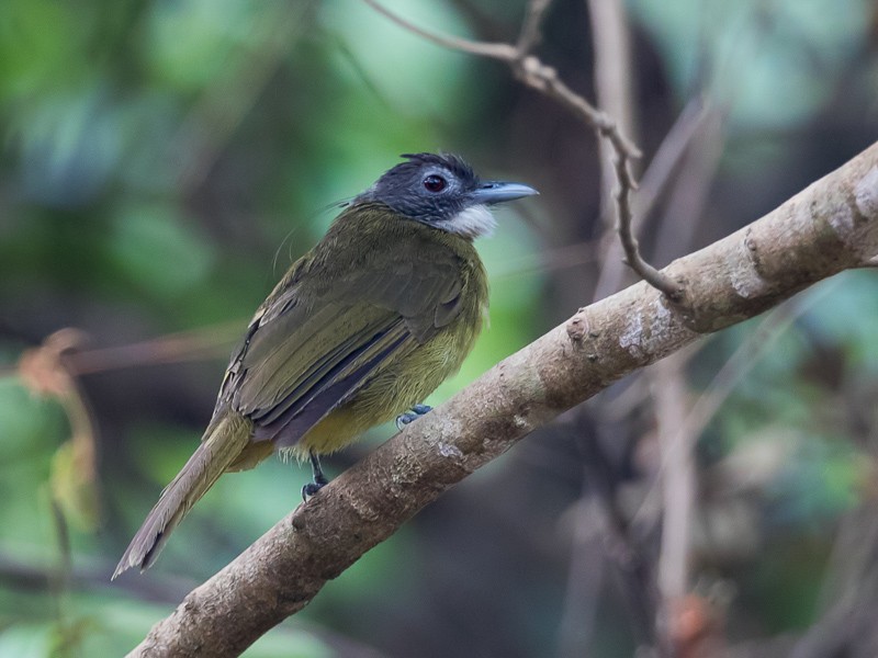 Red-tailed Greenbul