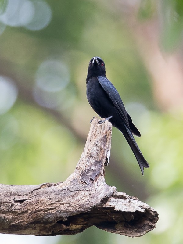 Velvet-mantled Drongo