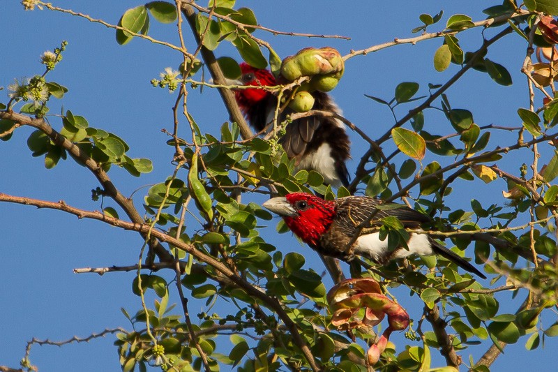 Brown-breasted Barbet