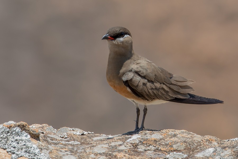 Madagascan Pratincole