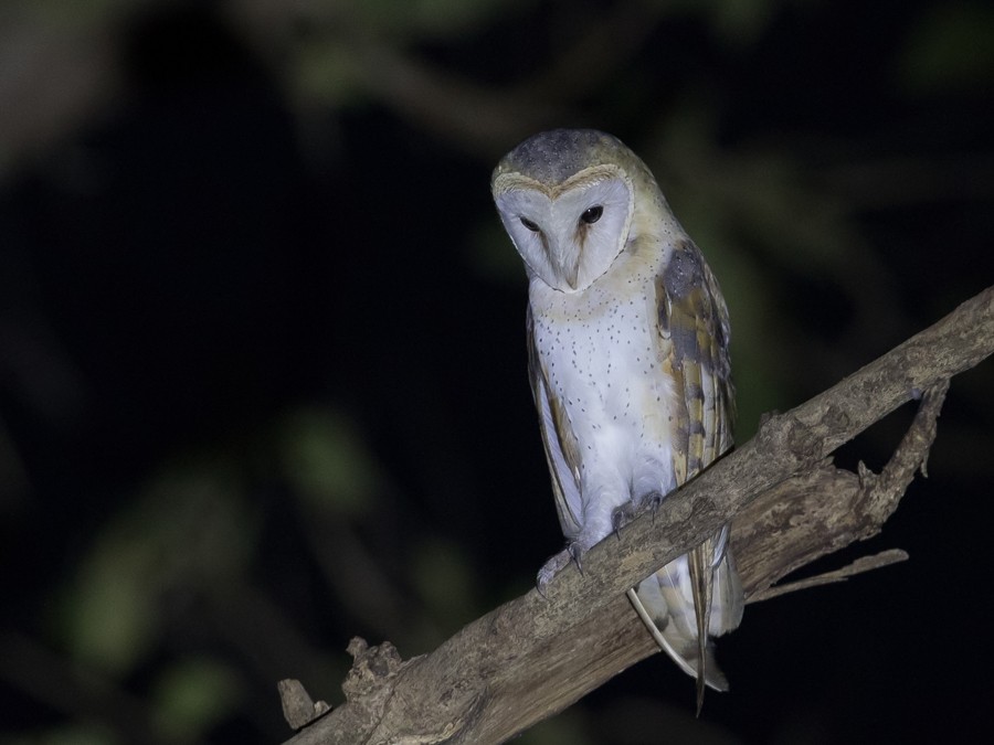 Western Barn Owl