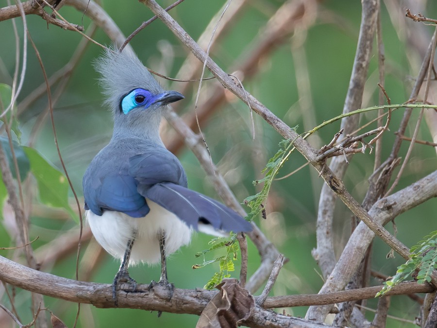 Crested Coua