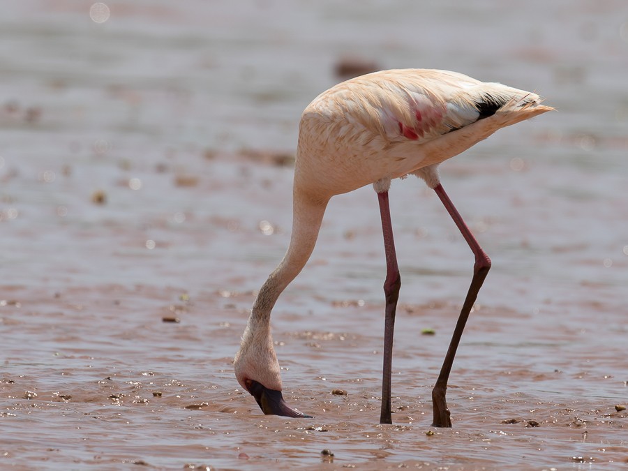 Lesser Flamingo