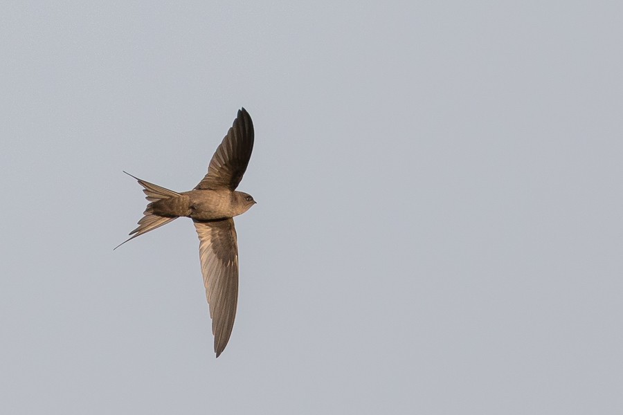 Malagasy Palm Swift