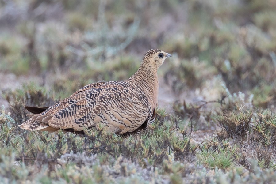 Madagascan Sandgrouse
