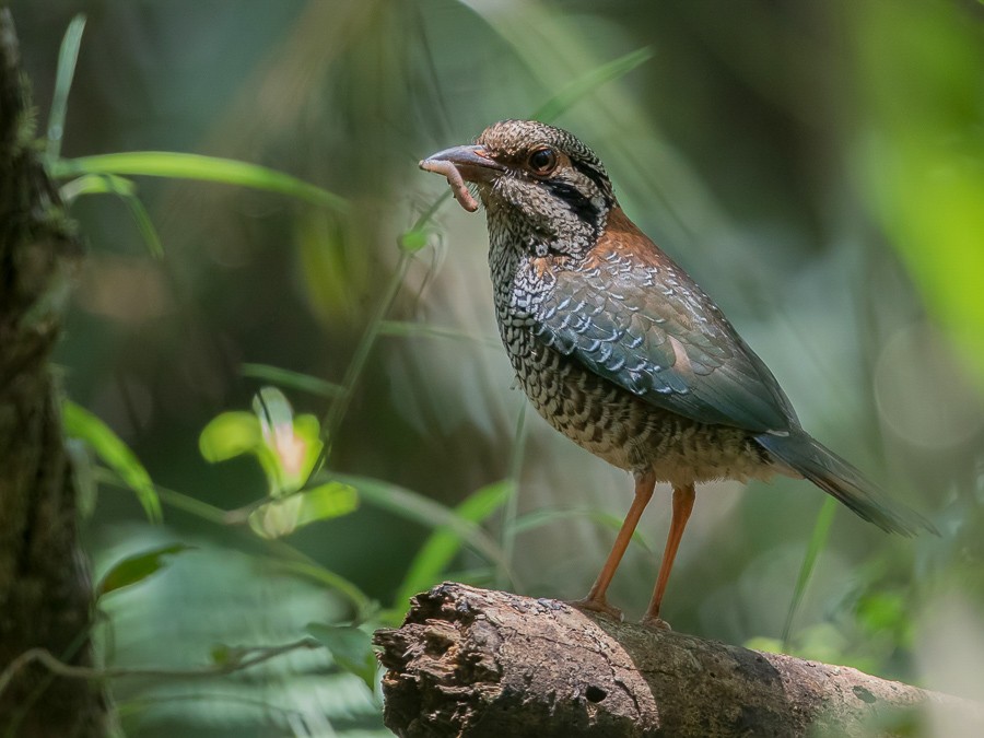 Scaly Ground Roller