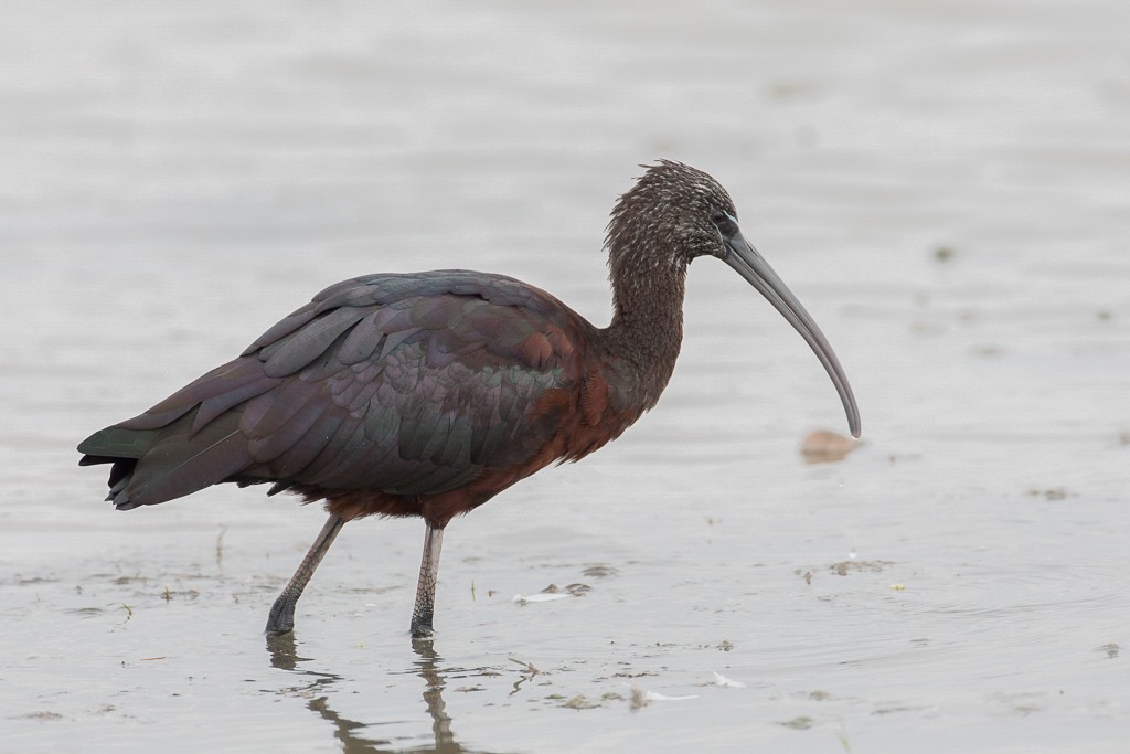 Glossy Ibis