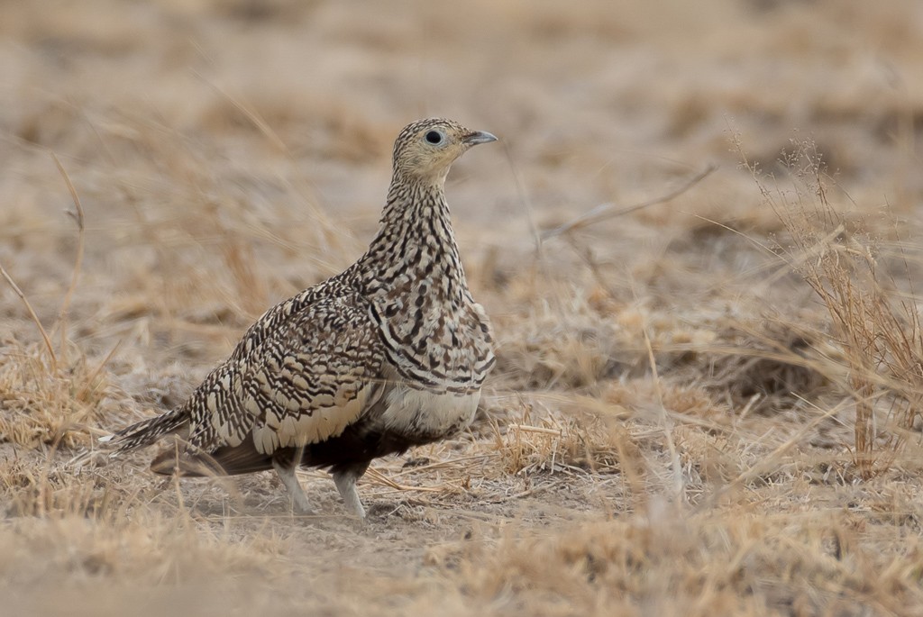 Chestnut-bellied Sandgrouse