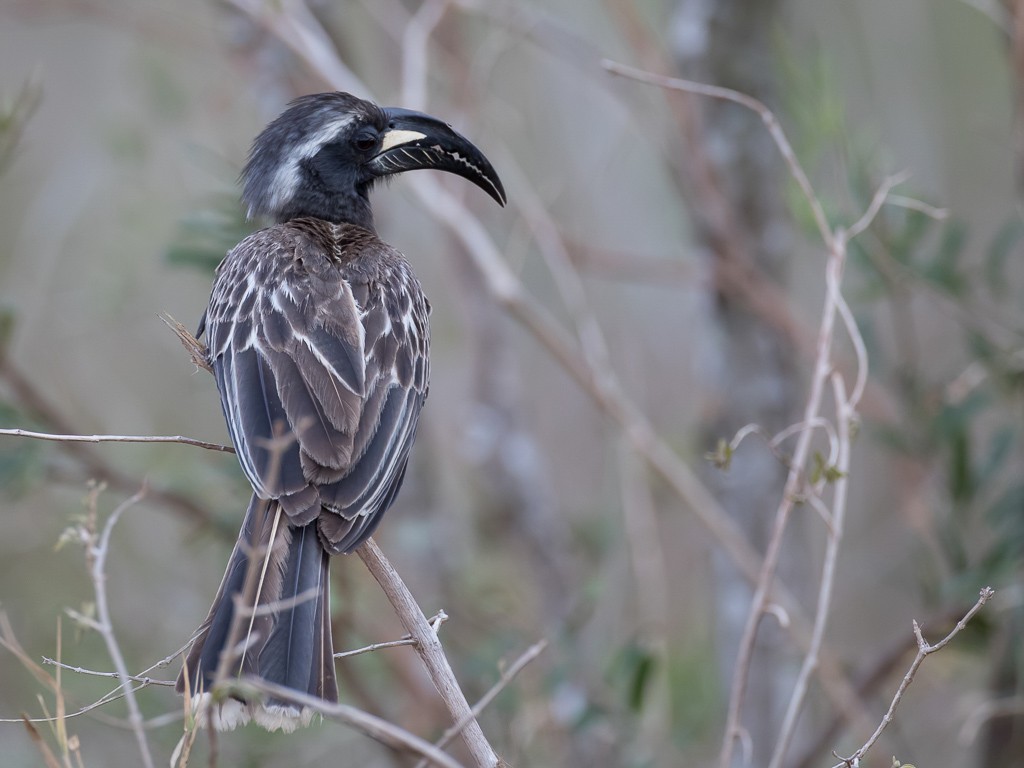African Grey Hornbill
