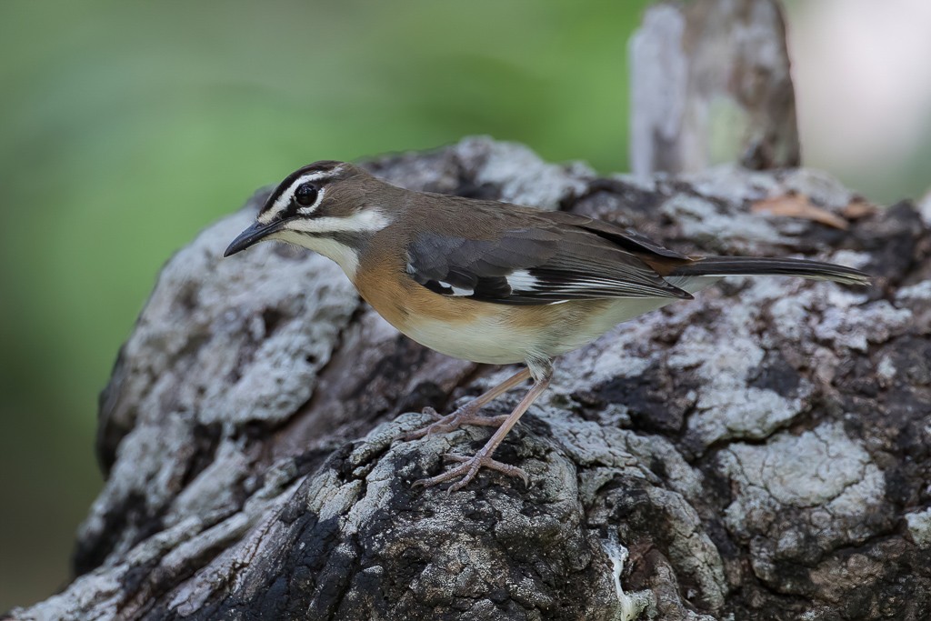 Bearded Scrub Robin