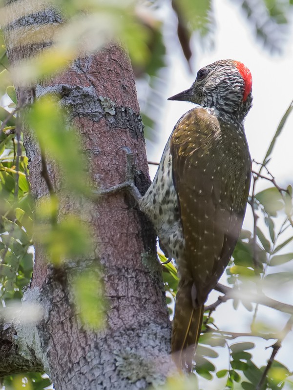 Mombasa Woodpecker