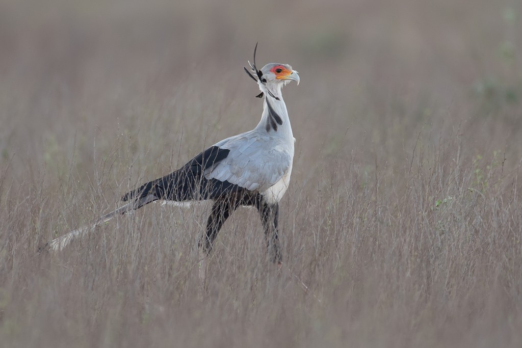 Secretarybird