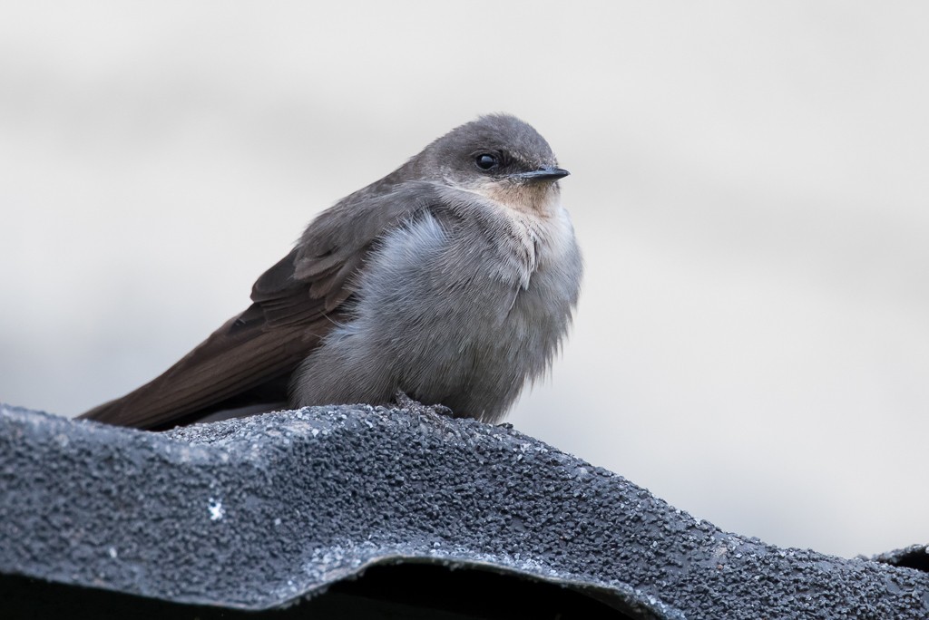 Red-throated Rock Martin