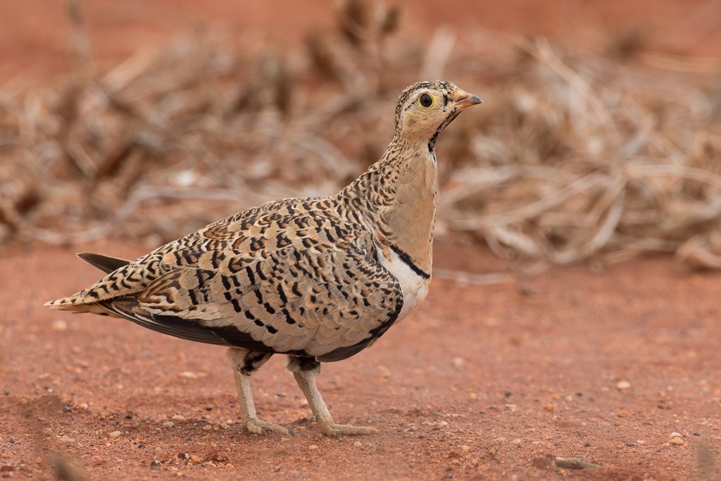 Black-faced Sandgrouse