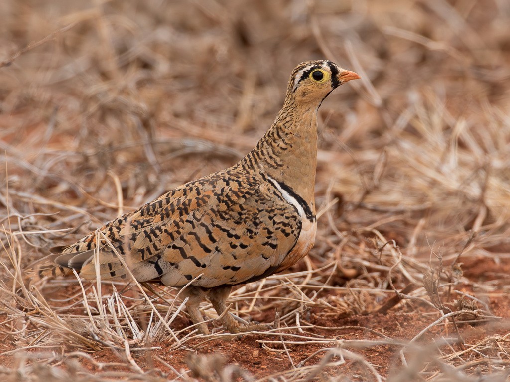 Black-faced Sandgrouse
