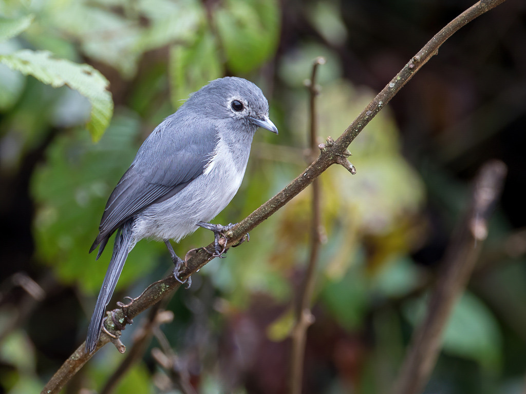 White-eyed Slaty Flycatcher