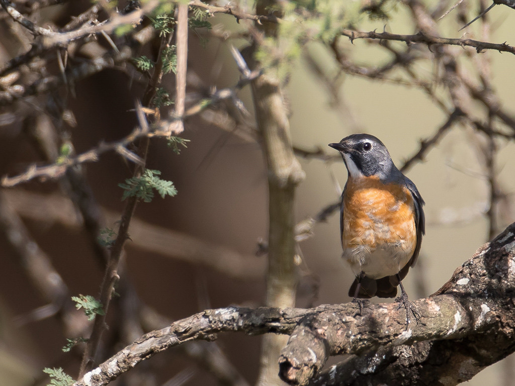 White-throated Robin