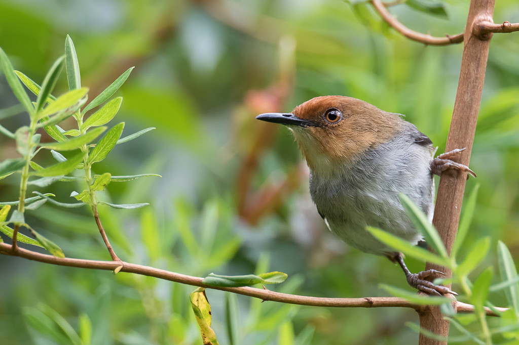 Red-capped Forest Warbler