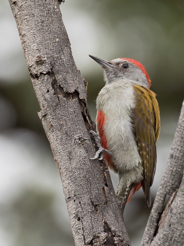 Eastern Grey Woodpecker