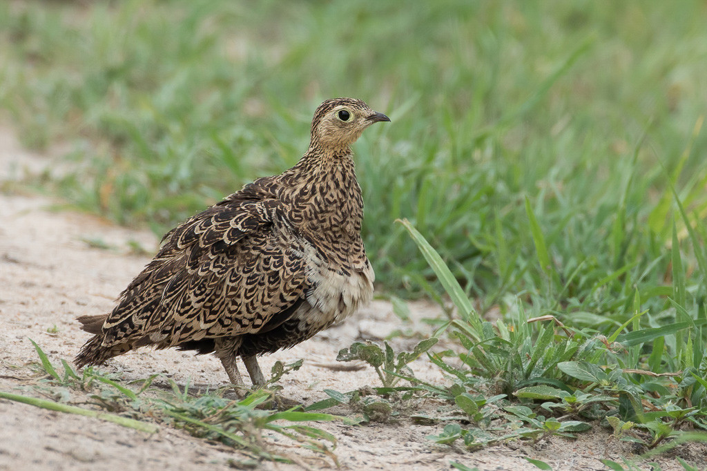 Black-faced Sandgrouse
