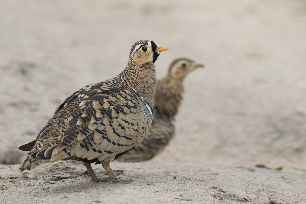 Black-faced Sandgrouse