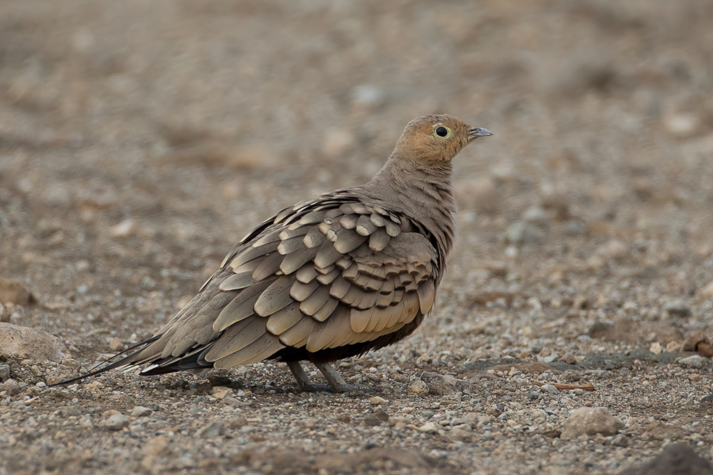 Chestnut-bellied Sandgrouse