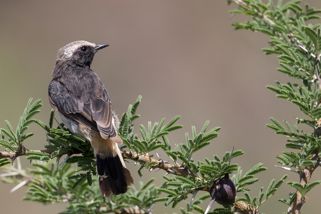 Abyssinian Wheatear