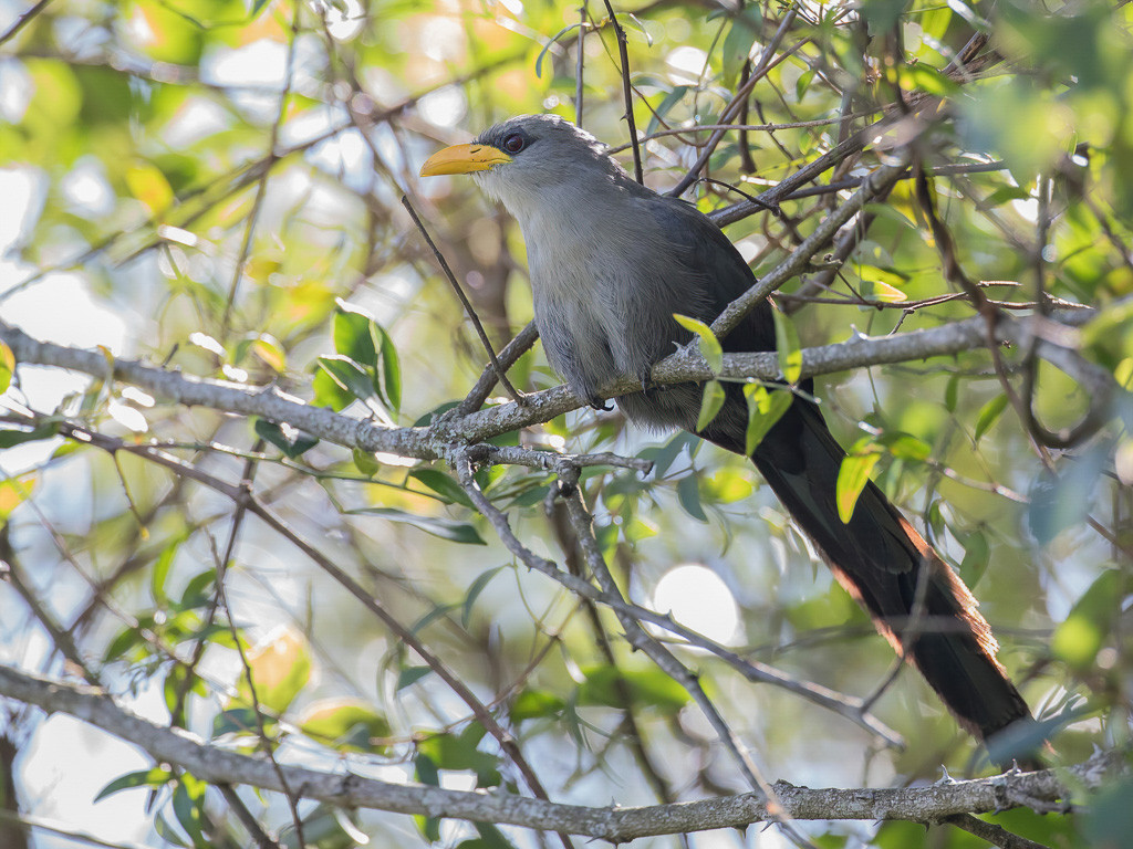 Green Malkoha