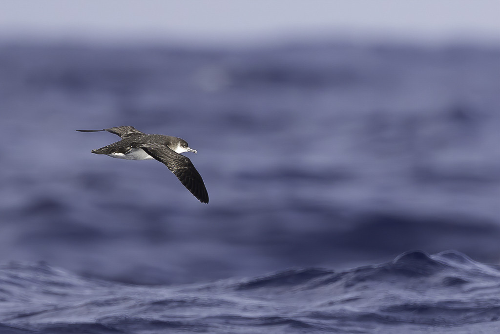 Manx Shearwater