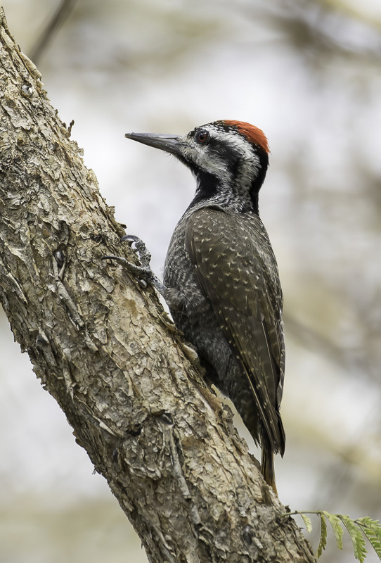 Bearded Woodpecker