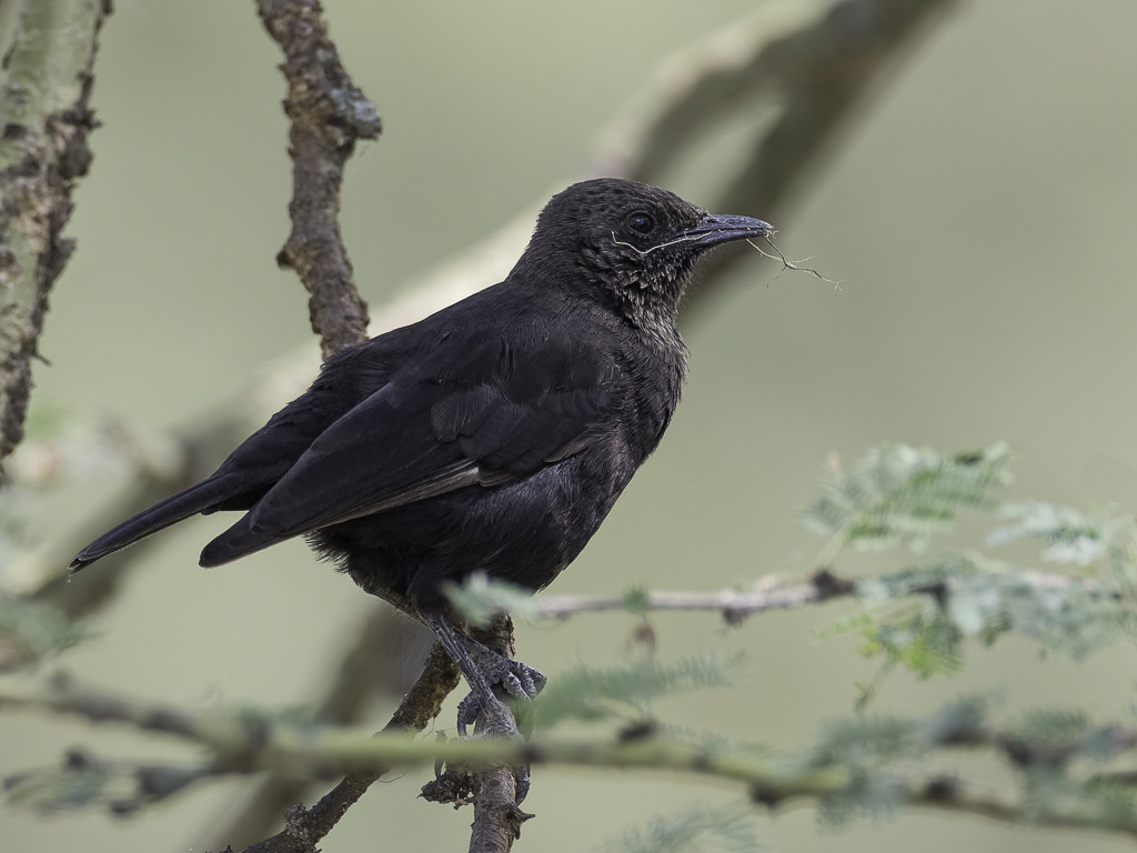 Anteater Chat