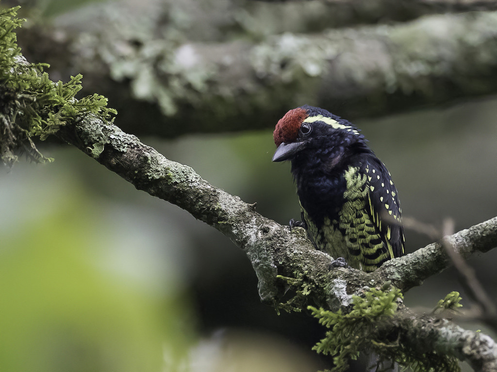 Yellow-spotted Barbet