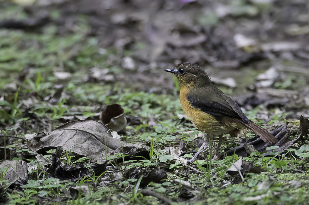  Grey-winged Robin-Chat