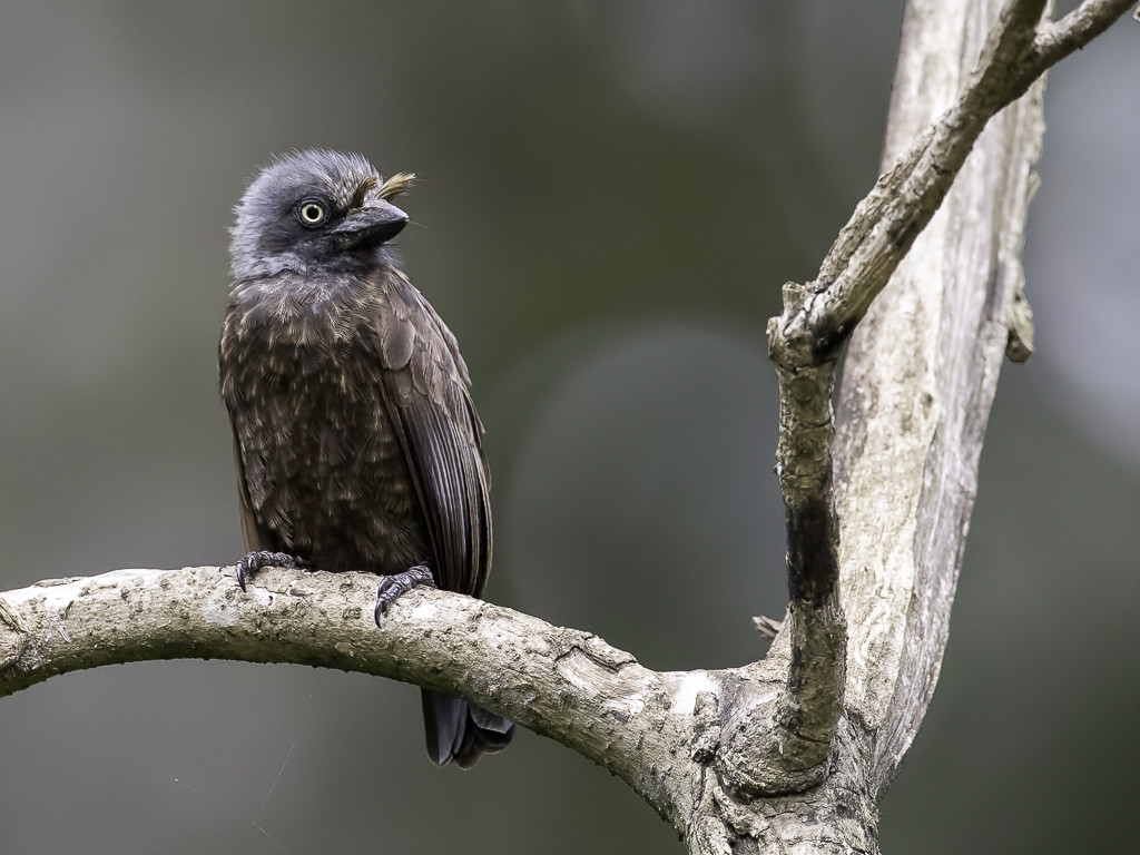 Grey-throated Barbet