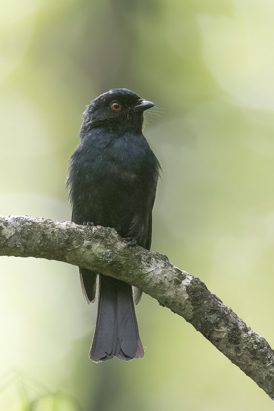Sharpe's Drongo