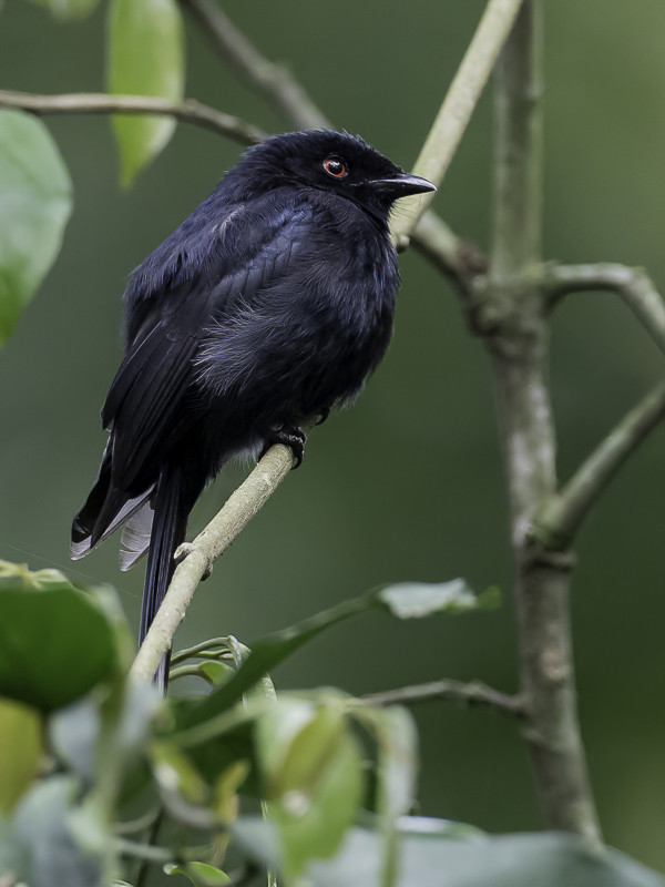 Sharpe's Drongo