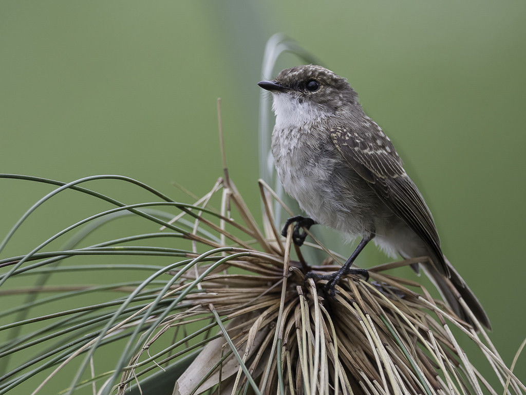 Swamp Flycatcher