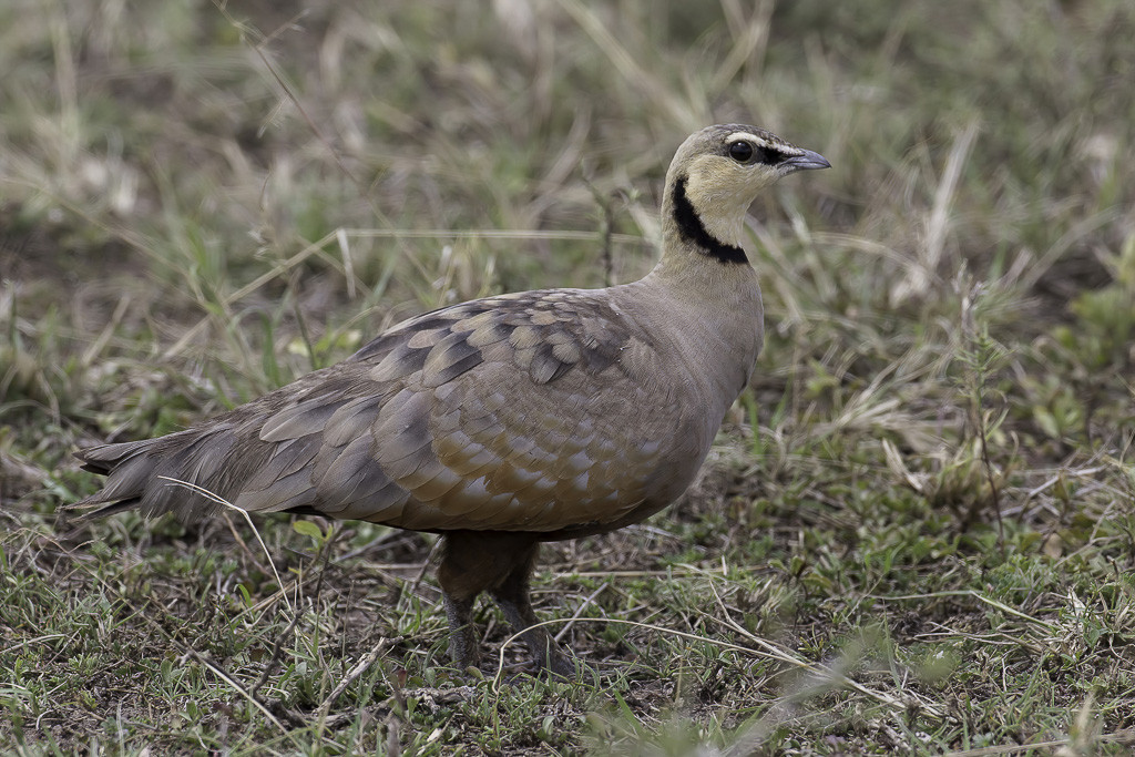 Yellow-throated Sandgrouse