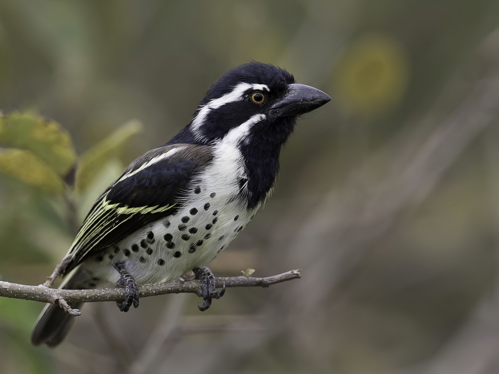 Spot-flanked Barbet
