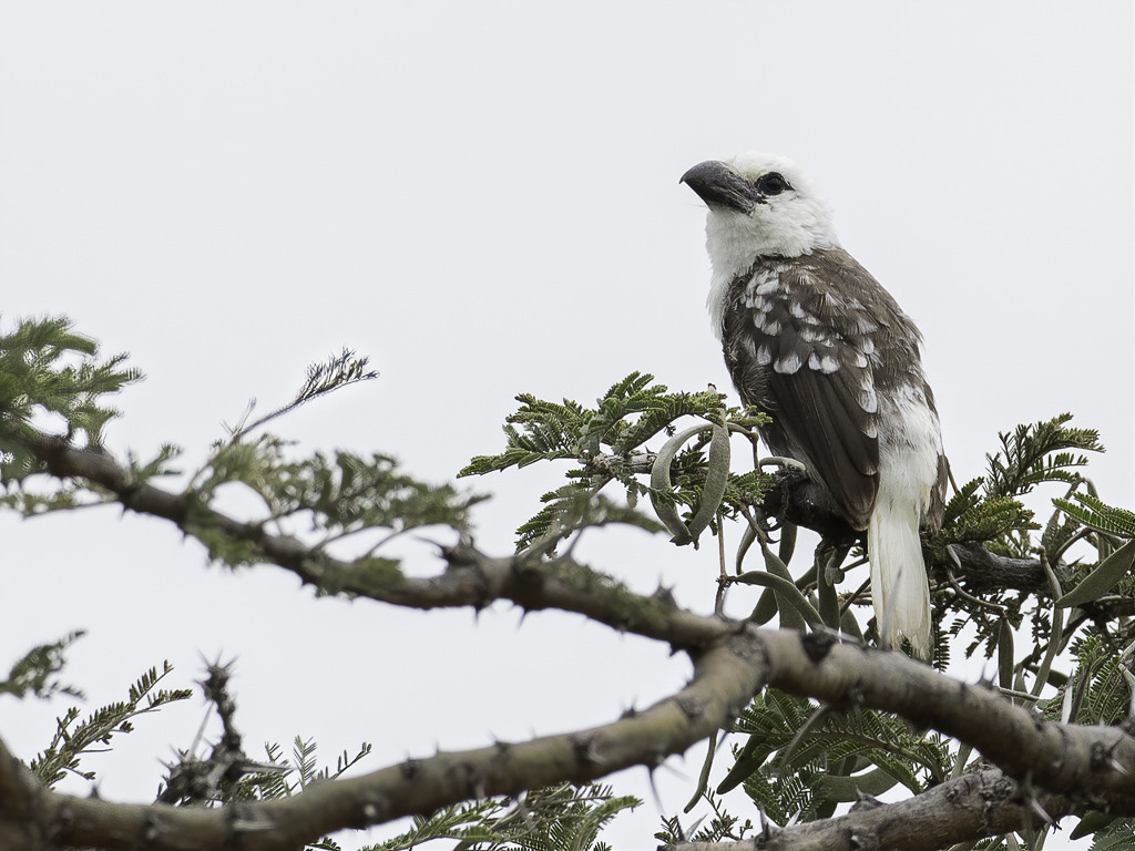 White-headed Barbet