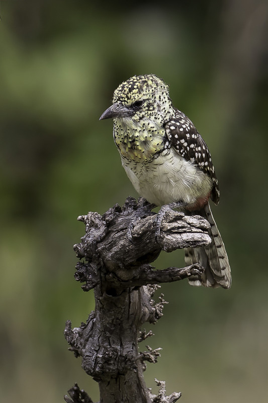 Usambiro Barbet