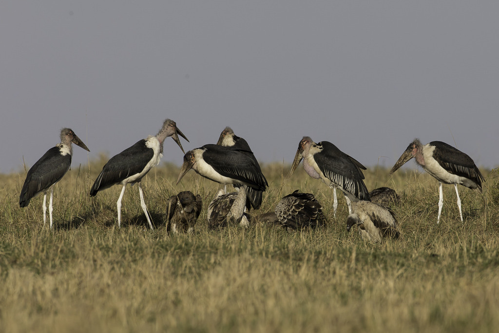 Marabou Stork