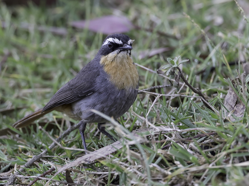 Cape Robin-Chat