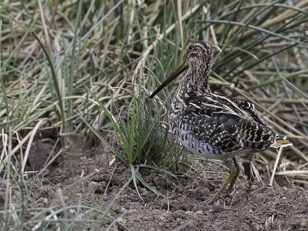African Snipe
