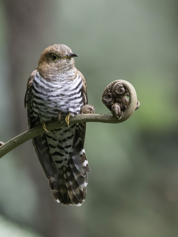 Lesser Cuckoo