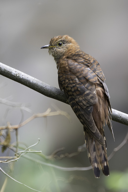 Lesser Cuckoo