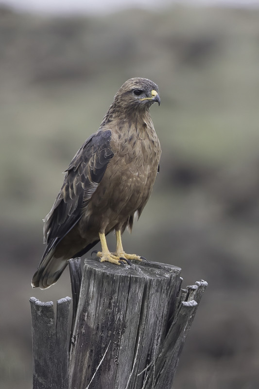 Common Buzzard