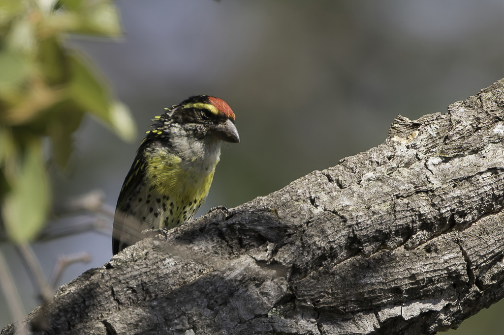 Miombo Pied Barbet