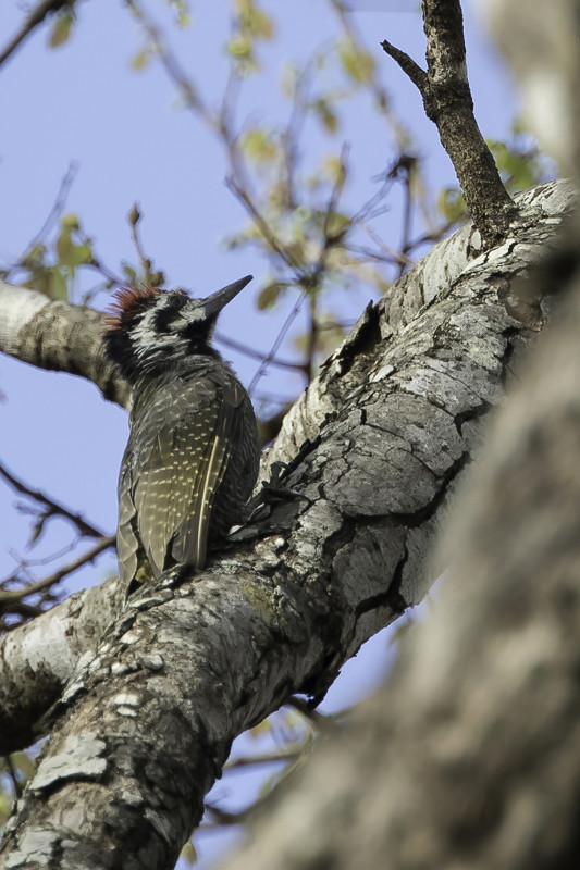 Bearded Woodpecker